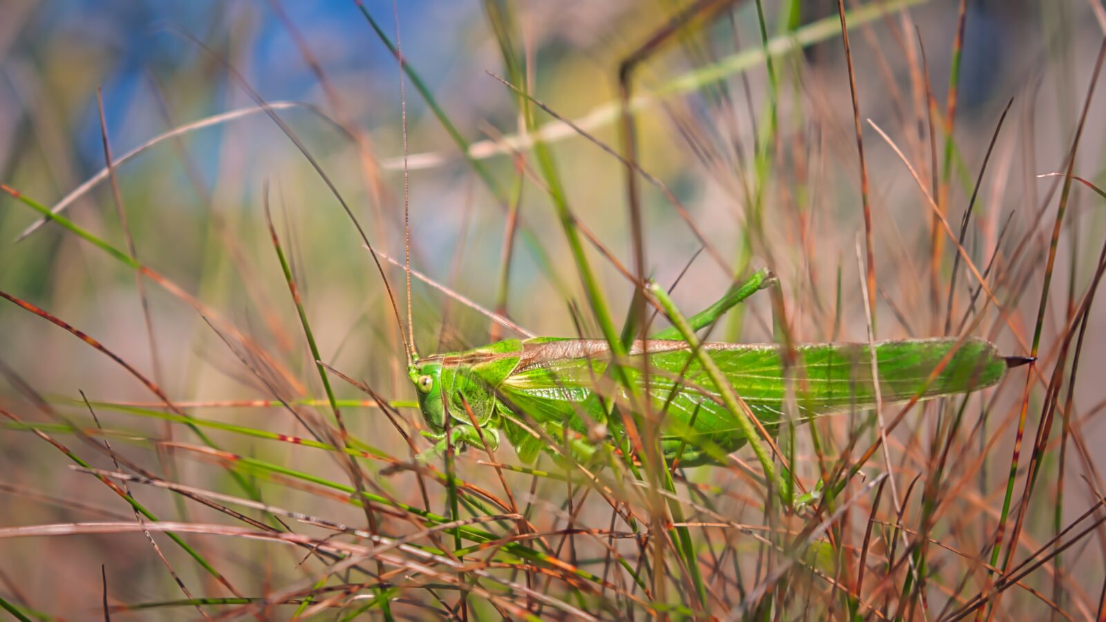 Nikon D3400 sample photo. Grasshopper, insect, grass photography
