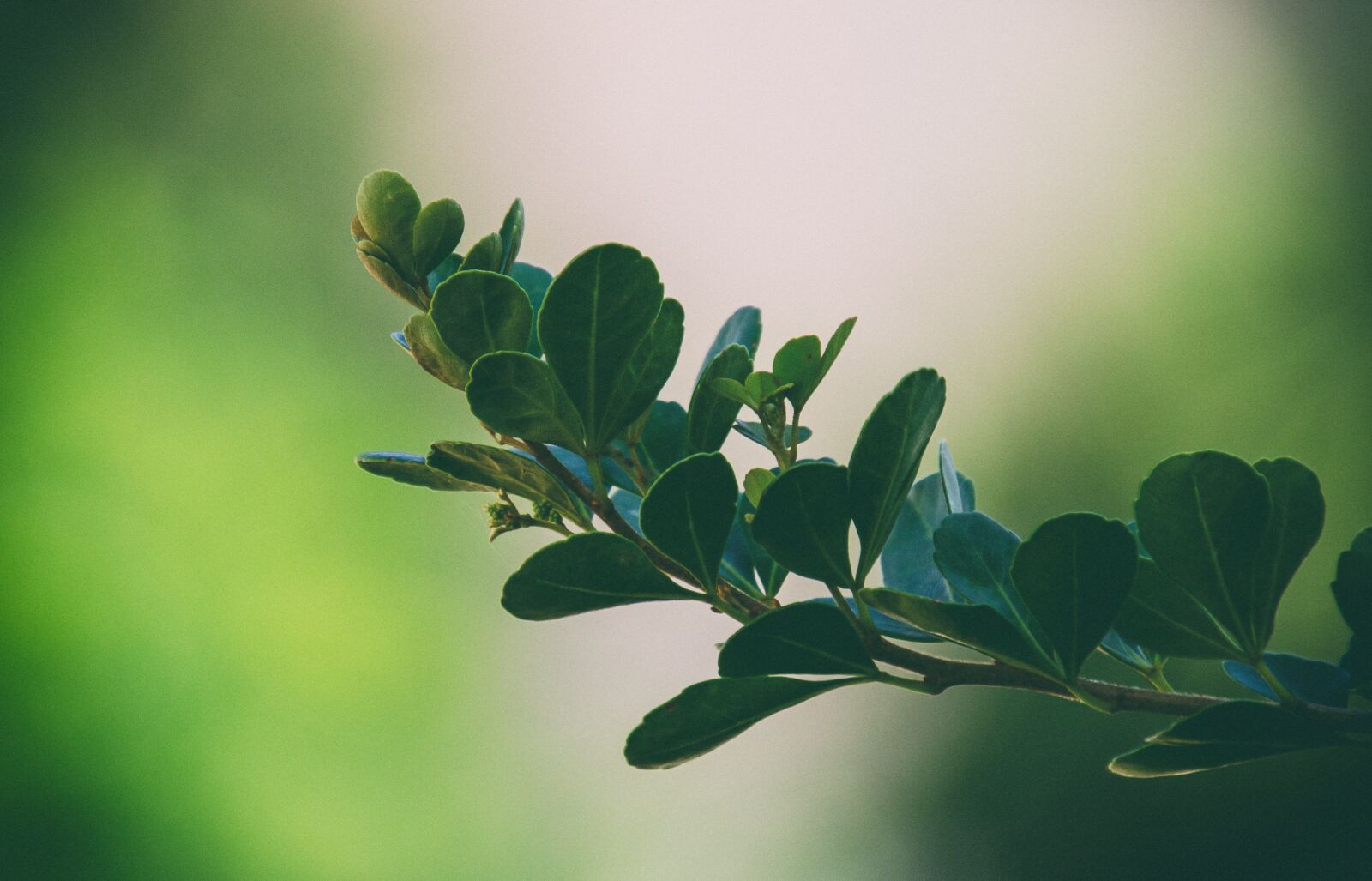 Nikon D7000 sample photo. Leaves, green, bush photography