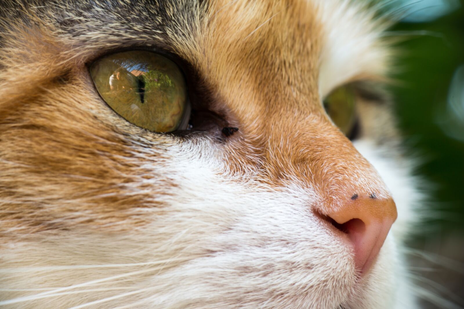 Samsung NX300M + Samsung NX 50-200mm F4-5.6 ED OIS sample photo. Cat, lucky cat, domestic photography