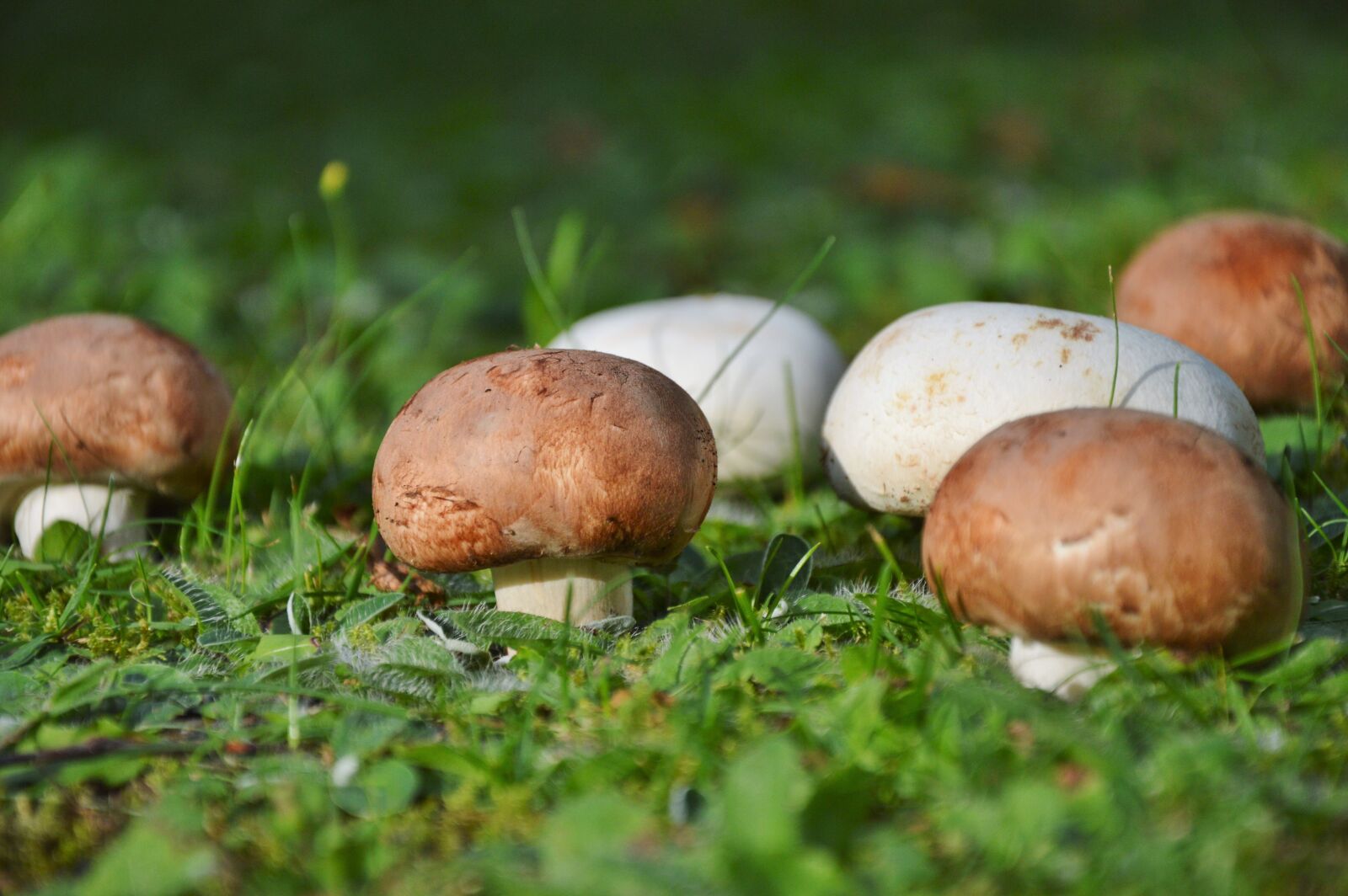 Nikon D3200 sample photo. Mushroom, egerling, disc fungus photography