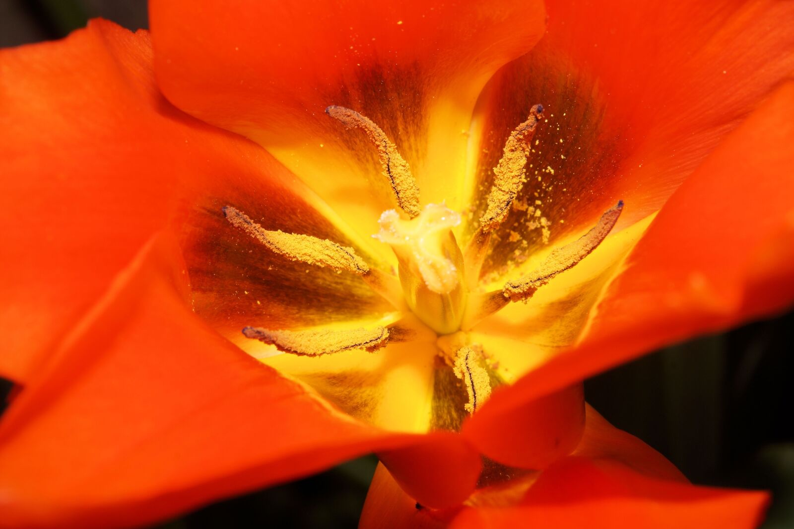 Sony SLT-A58 + Minolta AF 50mm F1.7 sample photo. Tulip, flowers, sharpness game photography