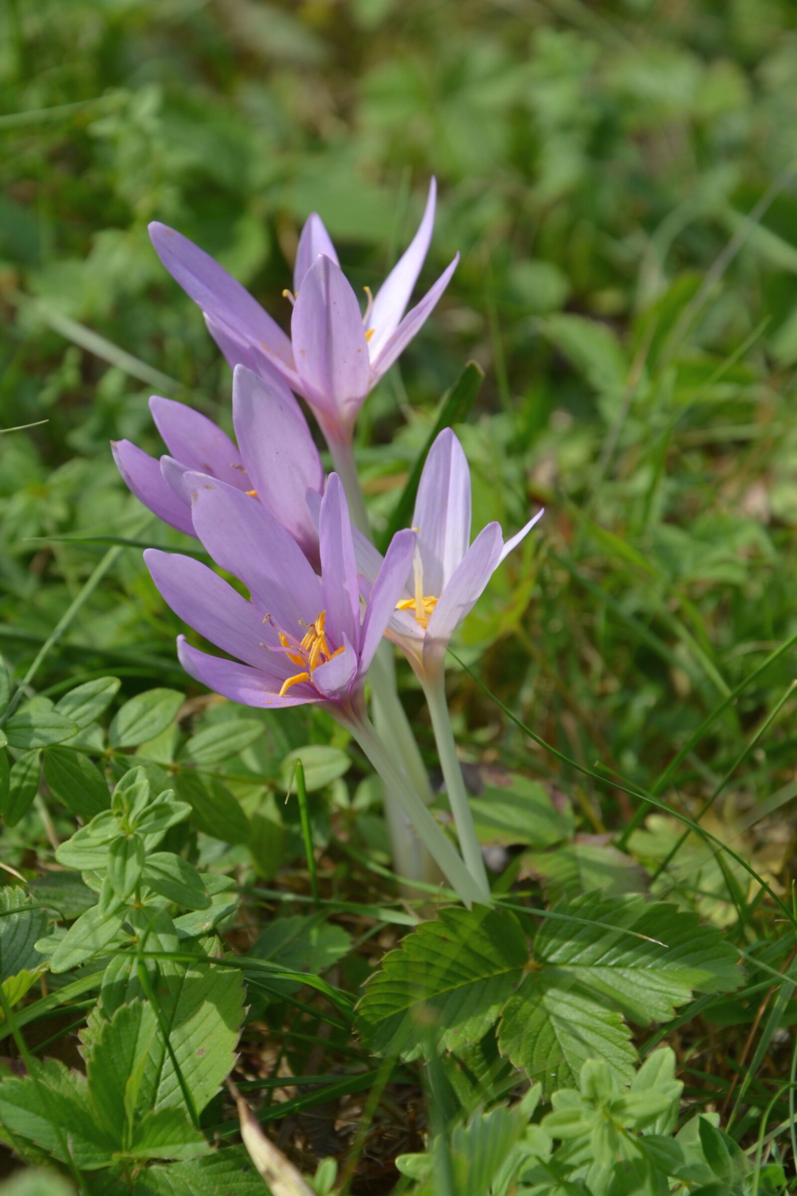 Nikon D3100 sample photo. Autumn crocus, flower, green photography