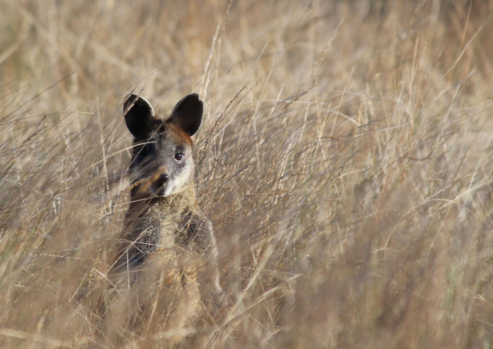 Canon EOS 700D (EOS Rebel T5i / EOS Kiss X7i) sample photo. Wildlife, animal, nature photography