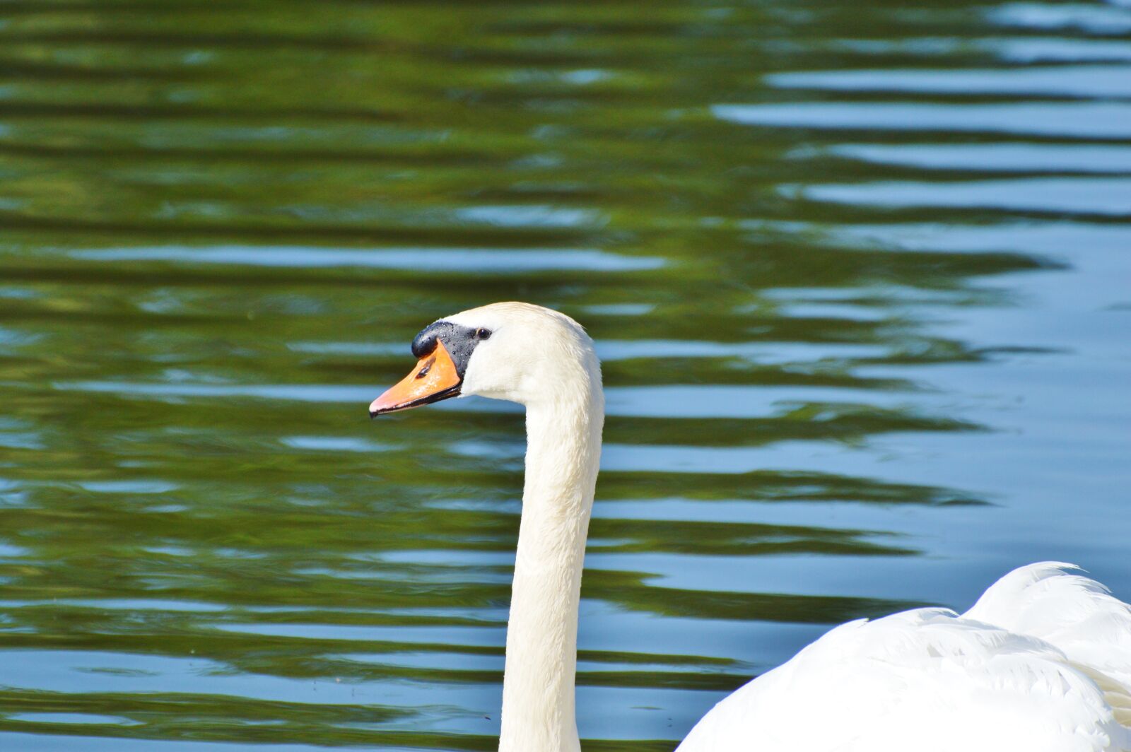 Nikon D3200 sample photo. Swan, bird, water bird photography
