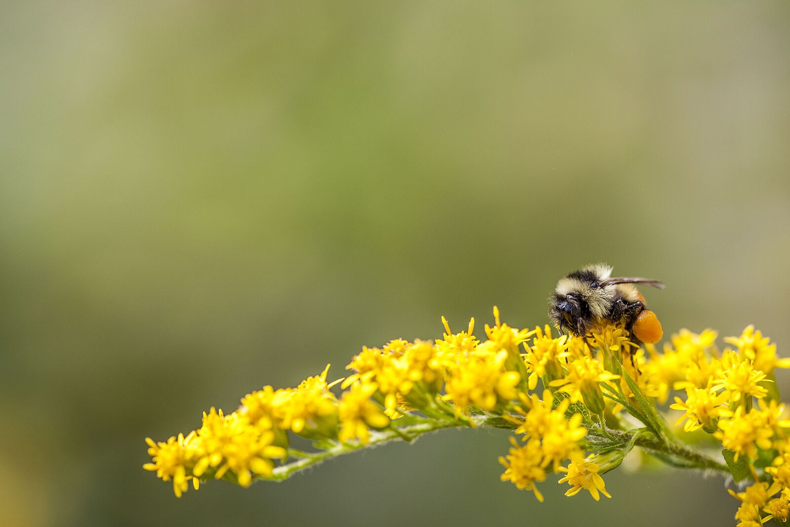 Canon EOS 5D Mark II sample photo. Bee, bumble bee, insect photography