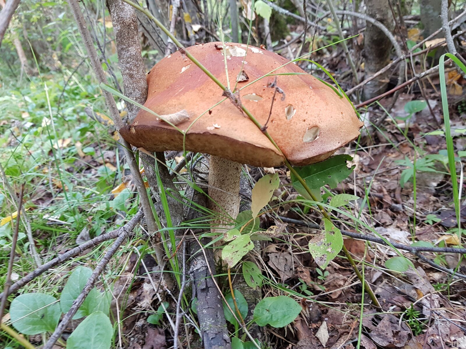 Samsung Galaxy S7 sample photo. Mushroom, rough boletus, mushrooms photography