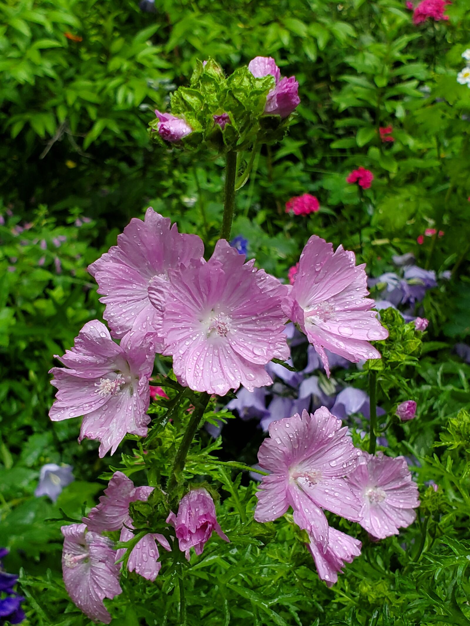Samsung Galaxy S10 sample photo. Rose mallow, hibiscus moscheutos photography