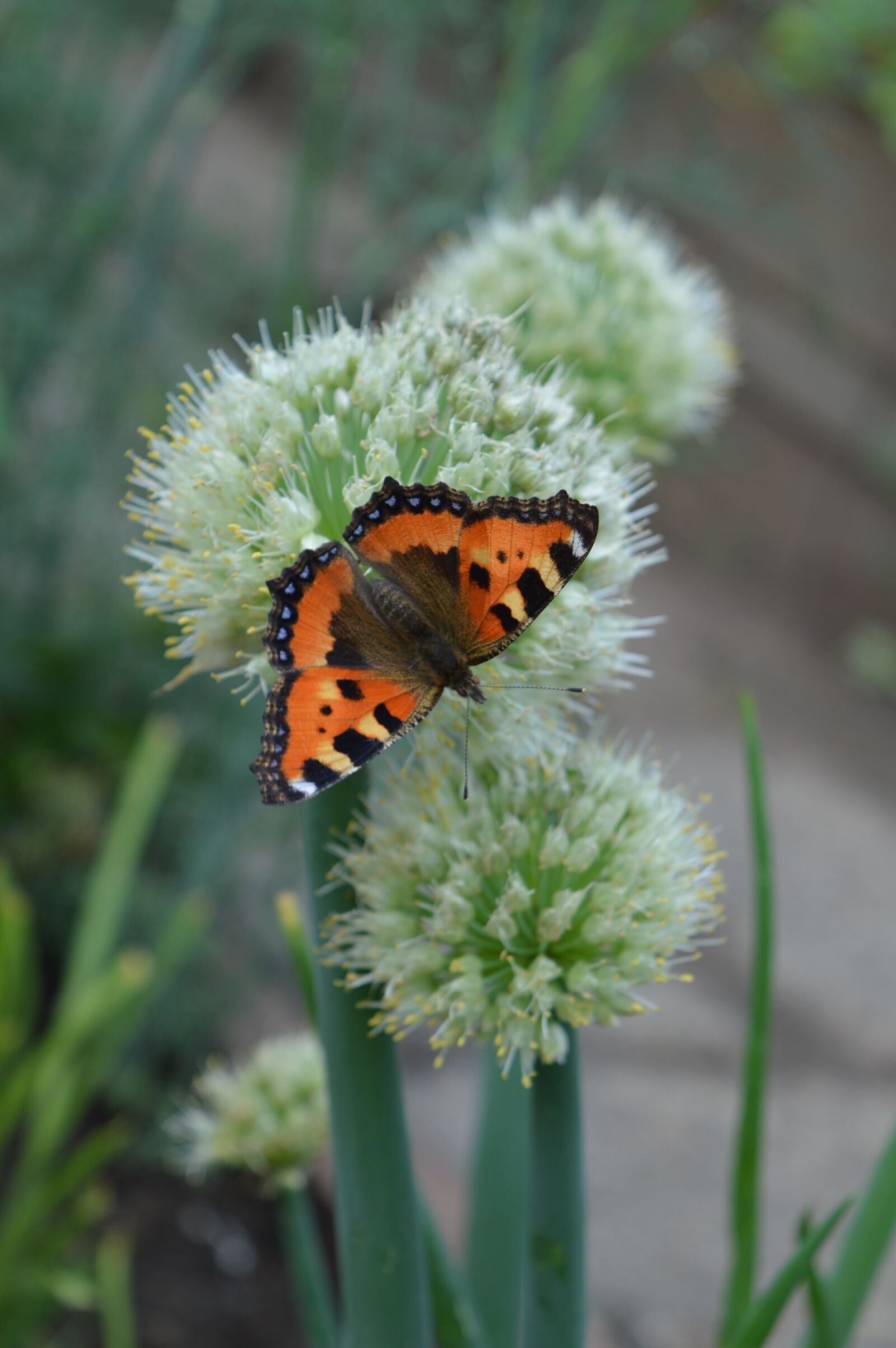 Nikon D3200 sample photo. Onion, butterfly, garden photography