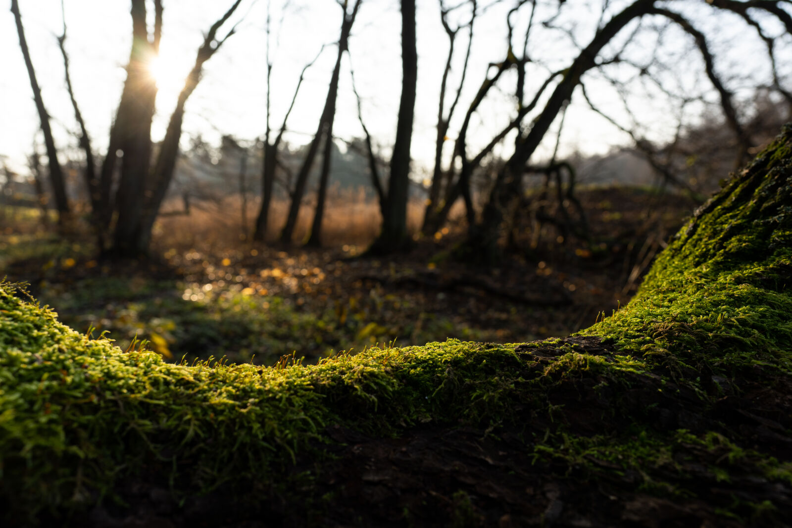 Sigma 24mm F2 DG DN | C sample photo. Forest moss photography