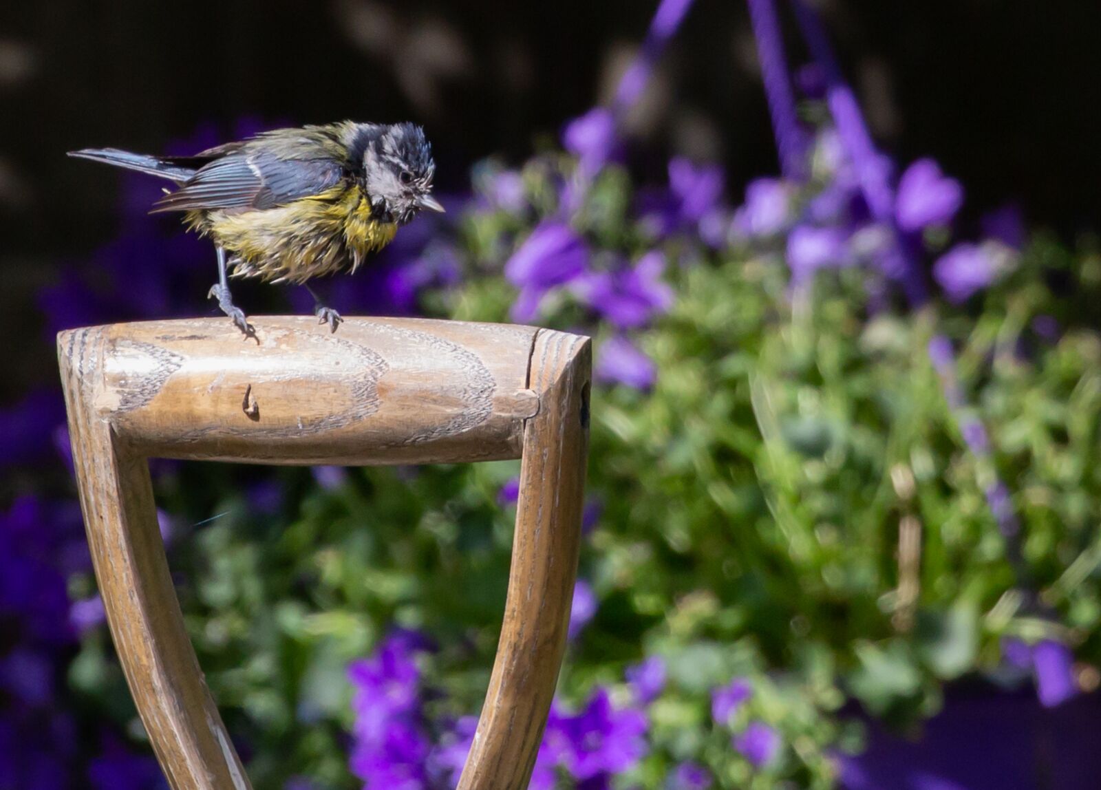 Canon EOS 5D Mark III sample photo. Blue tit, tit, small photography