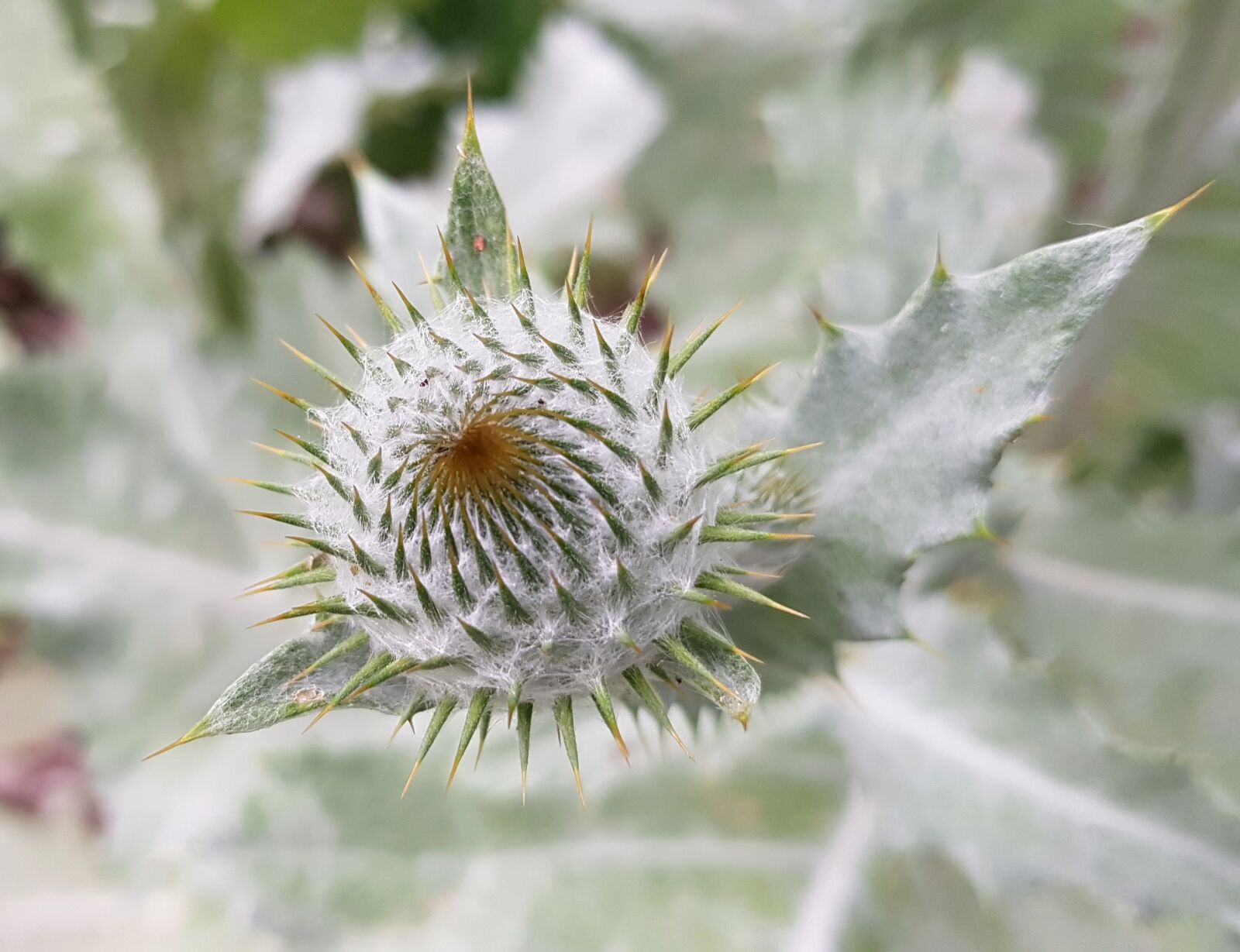 Samsung Galaxy S7 sample photo. Thistle, blossom, bloom photography