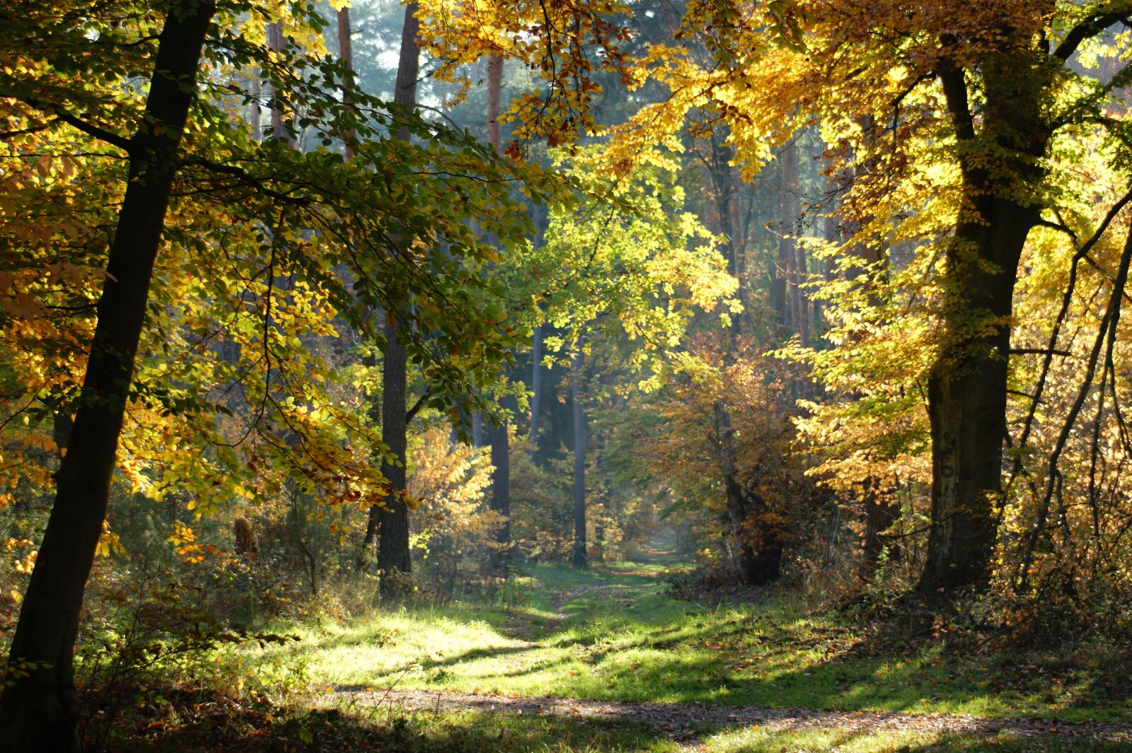 Sony Alpha DSLR-A390 sample photo. Autumn, forest, trees photography
