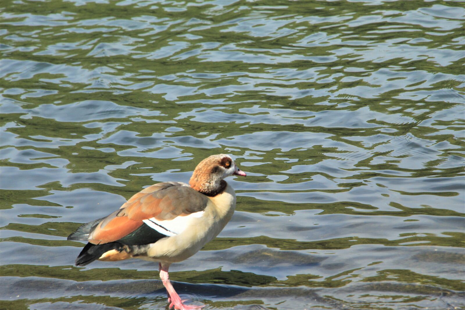 Canon EOS 4000D (EOS Rebel T100 / EOS 3000D) sample photo. Egyptian goose, water bird photography
