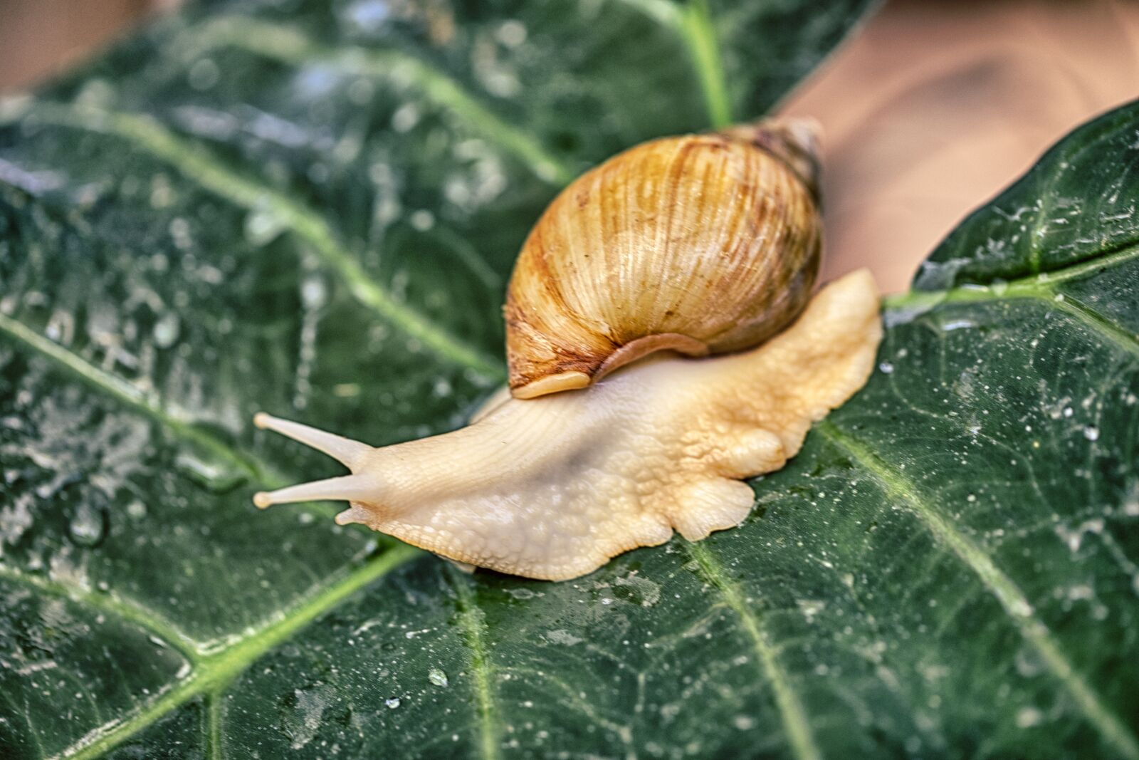 Canon EF 100mm F2.8L Macro IS USM sample photo. Snail, nature, shell photography