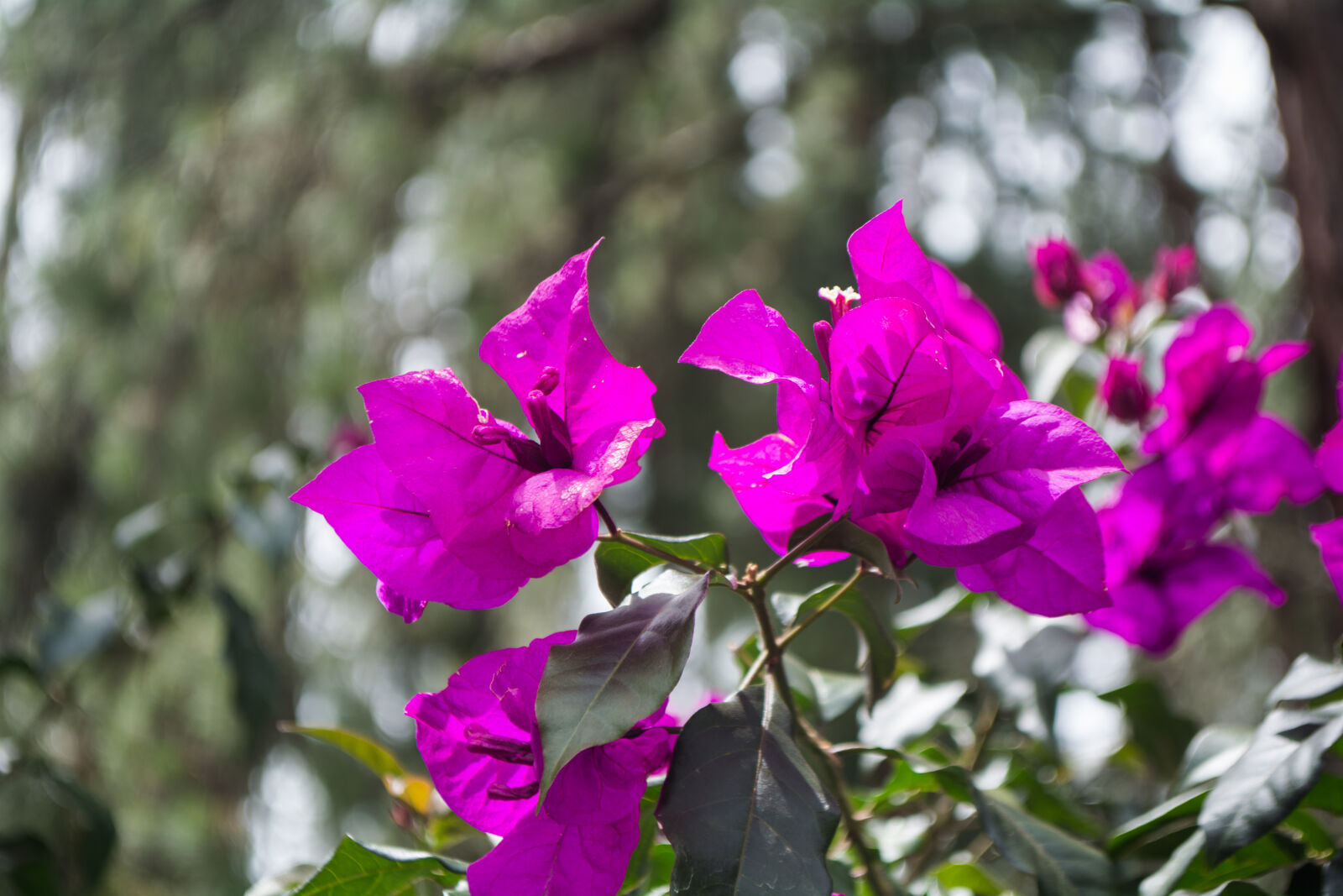 Nikon D5200 sample photo. Curazao, plants, purple, flower photography