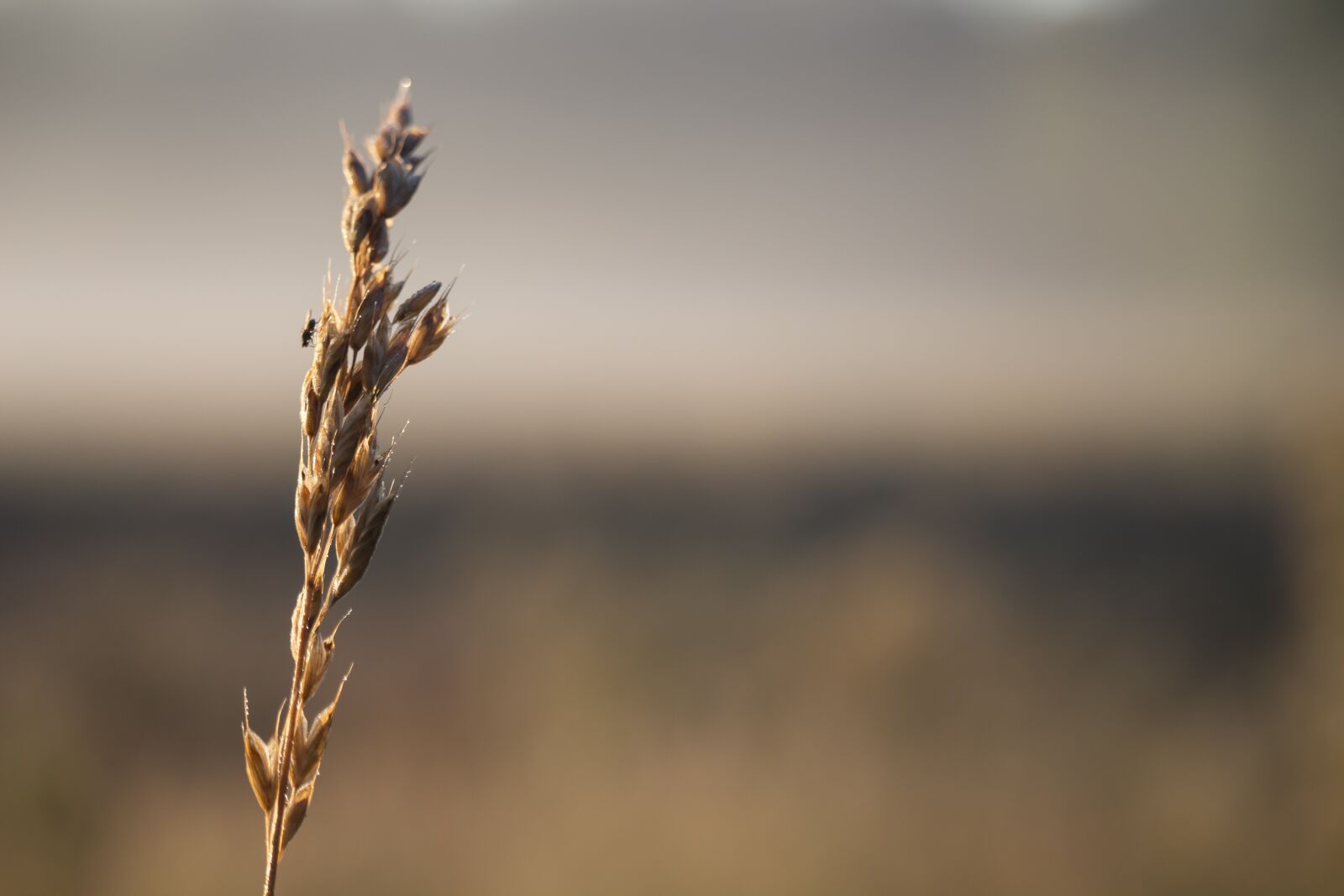 Canon EF-S 55-250mm F4-5.6 IS STM sample photo. Weeds, mucha, autumn photography