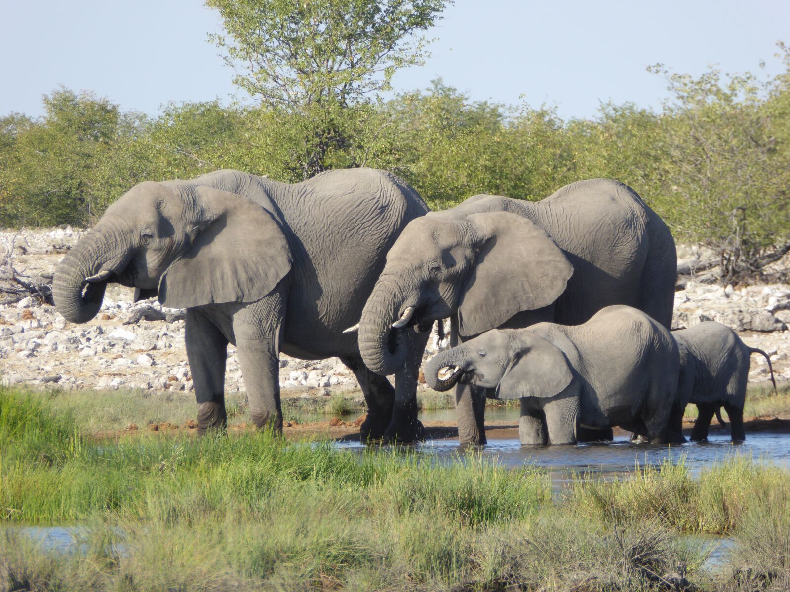 Panasonic DMC-TZ61 sample photo. Elephant, africa, safari photography