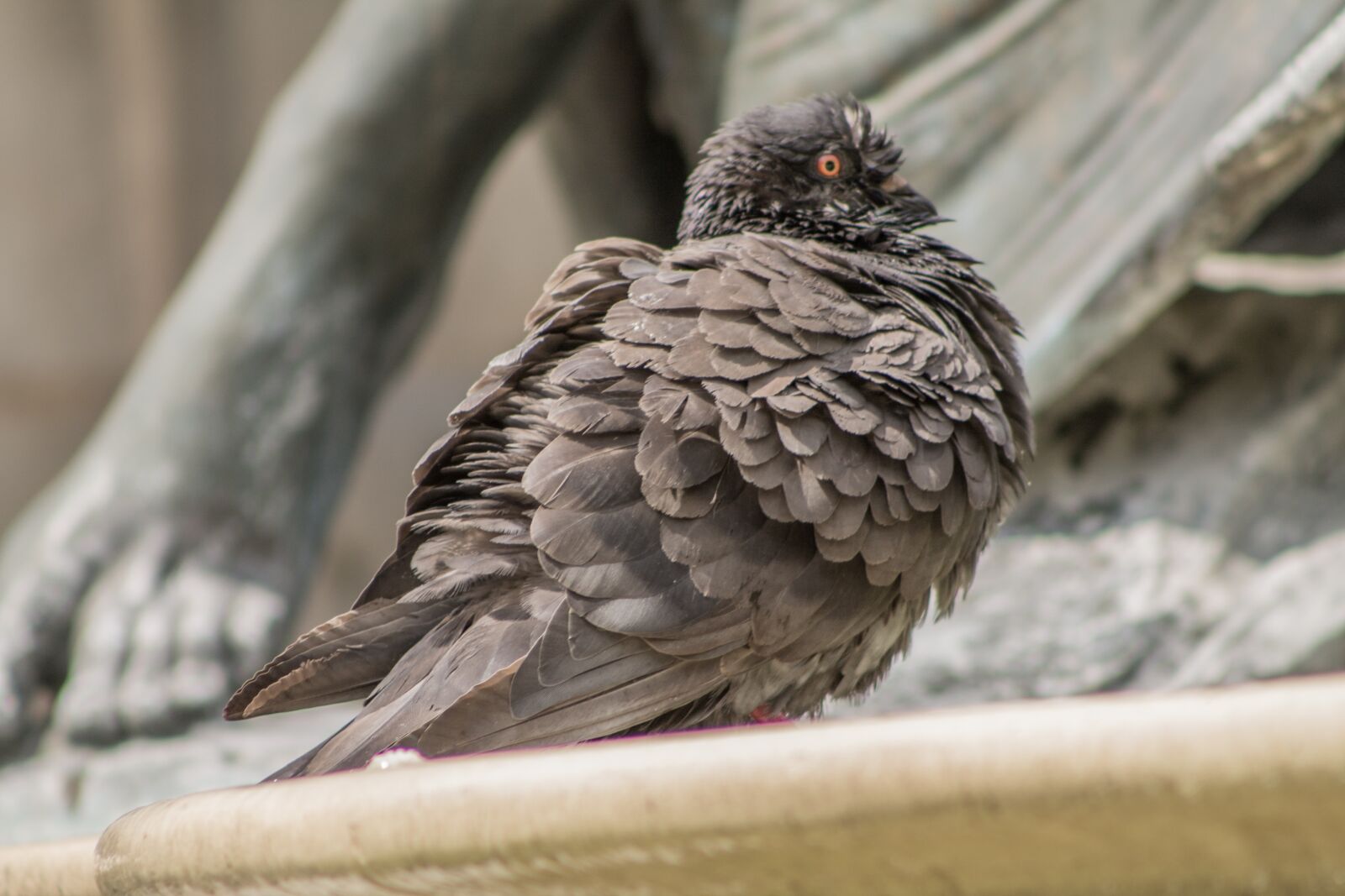 Canon EOS 1100D (EOS Rebel T3 / EOS Kiss X50) sample photo. Pigeon, statue, cleaning photography