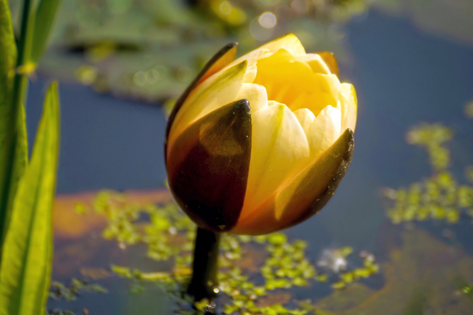Sony DT 55-300mm F4.5-5.6 SAM sample photo. Water lily, blossom, bloom photography
