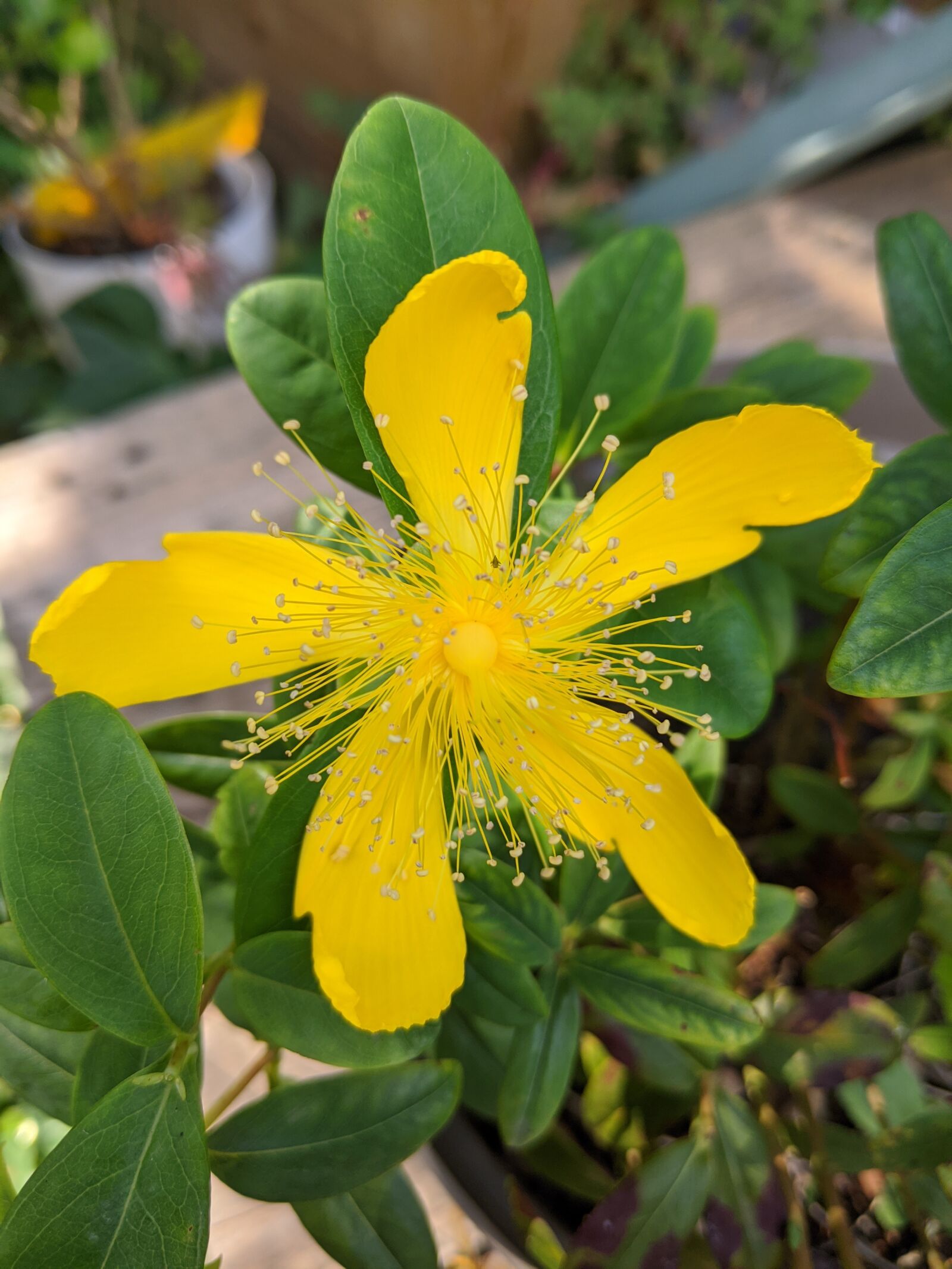 Google Pixel 3a sample photo. Flowers, yellow, spring photography