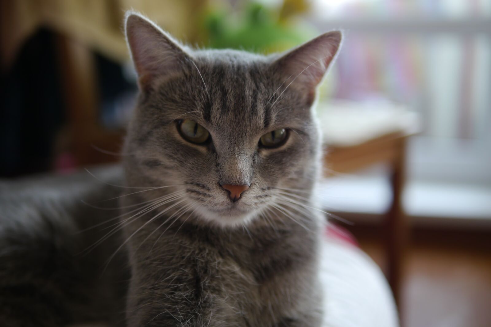 Panasonic Lumix DMC-GH2 sample photo. Cat, cute, animals photography