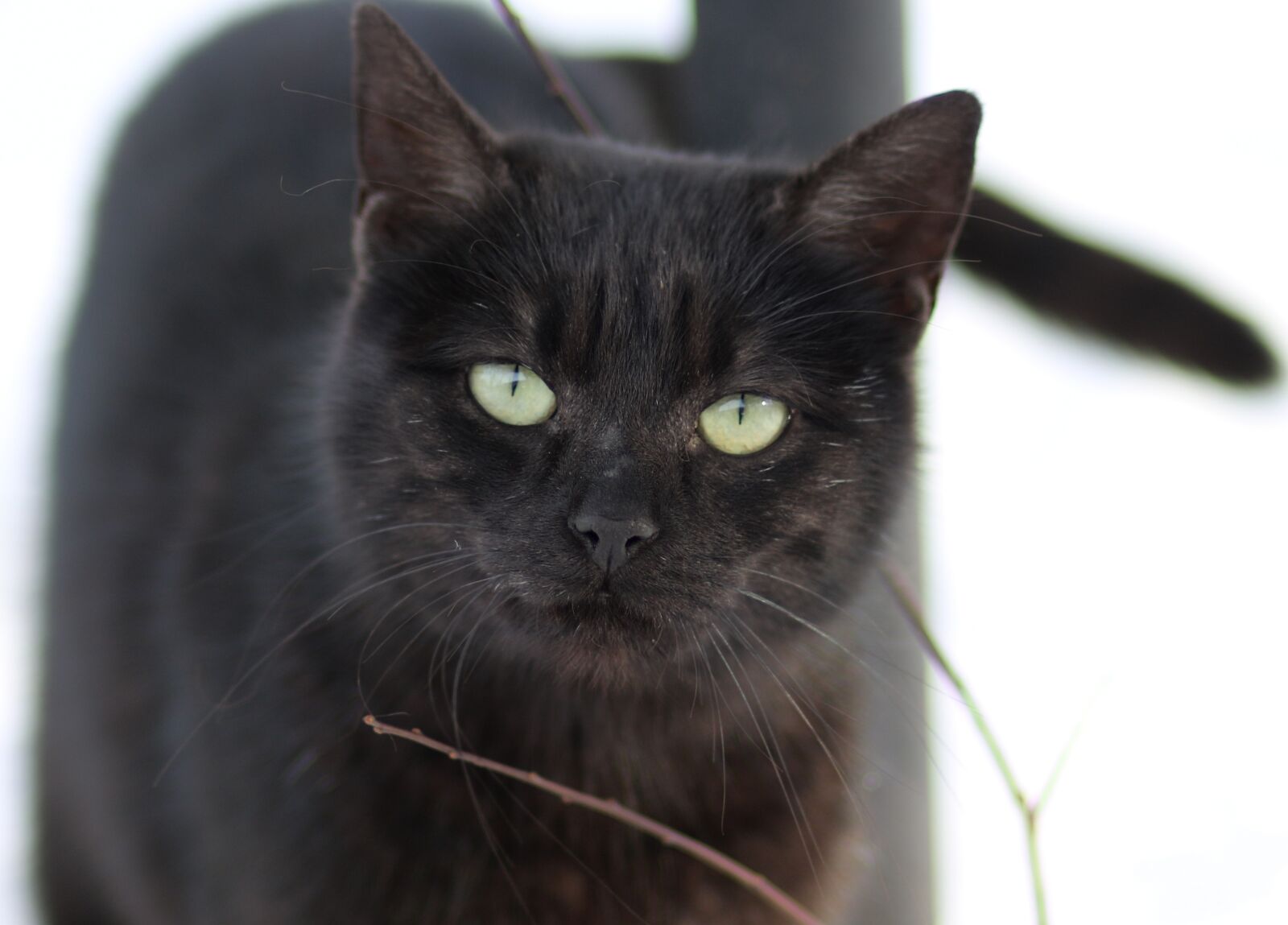 Canon EF 85mm F1.8 USM sample photo. Cat, black, pet photography