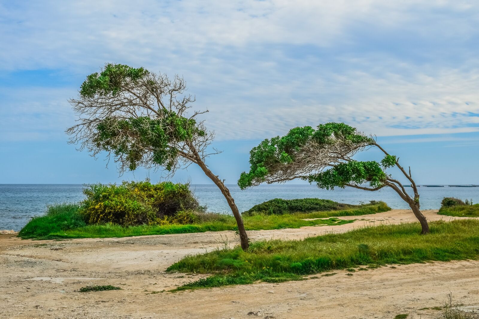 Nikon D3300 sample photo. Nature, landscape, trees photography