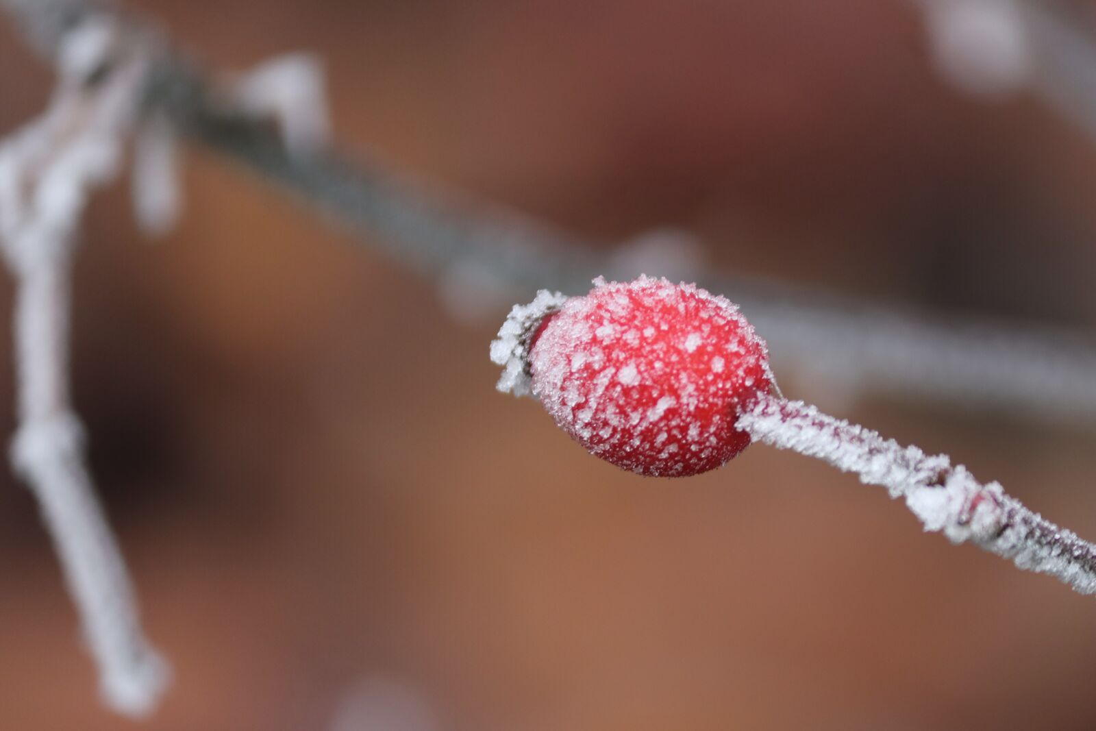 Canon EOS 200D (EOS Rebel SL2 / EOS Kiss X9) sample photo. Rose hip, winter, ripe photography