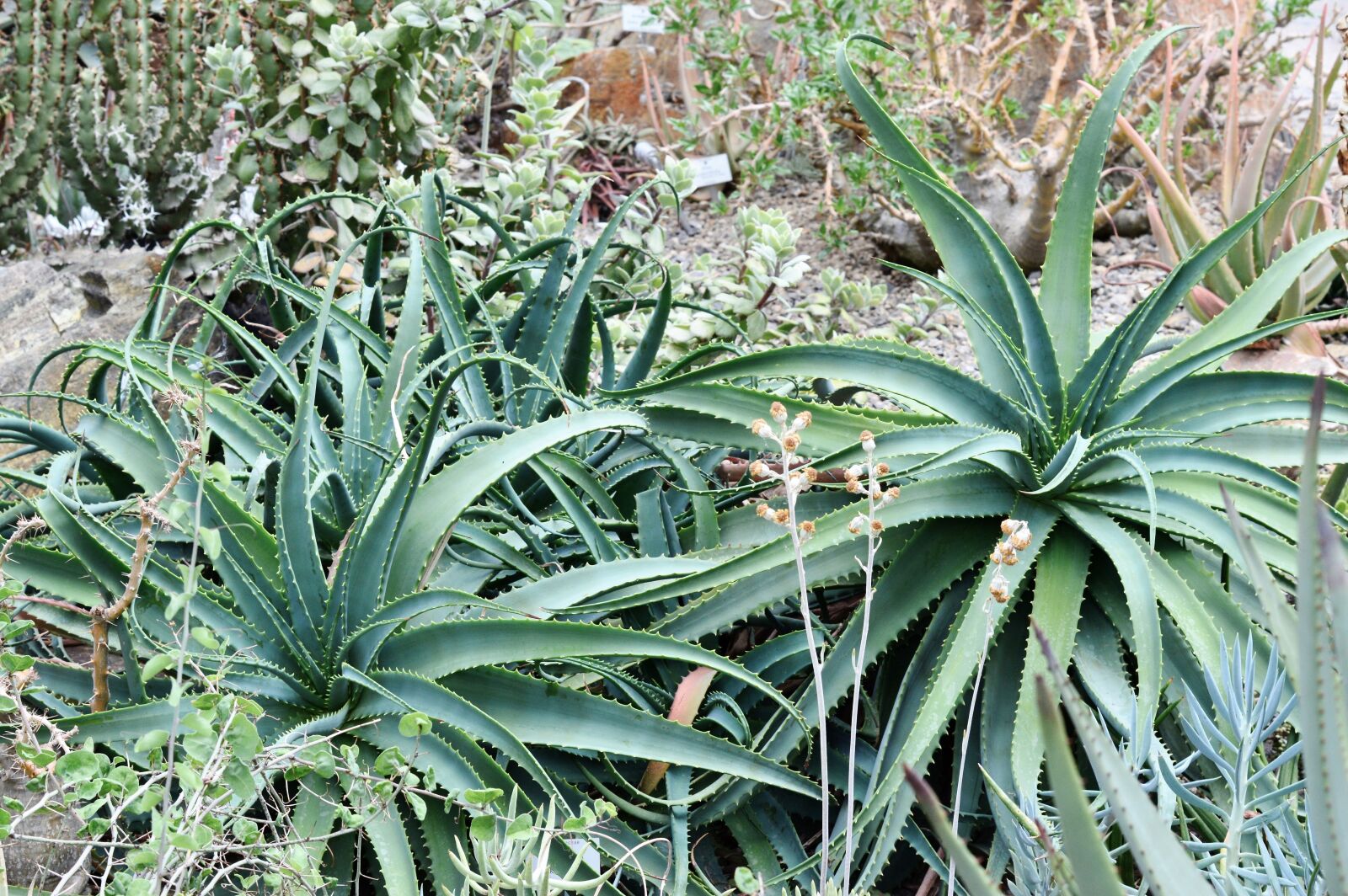 Nikon D3200 sample photo. Agave, cactus, succulent photography