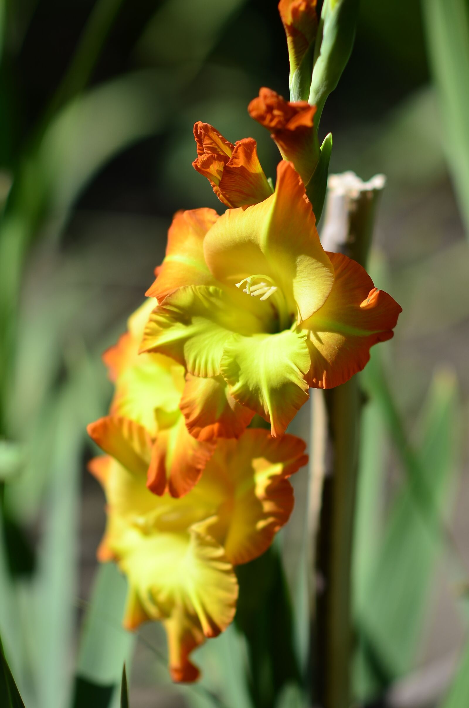 Nikon D5100 sample photo. Yellow gladiolus, flower, nature photography