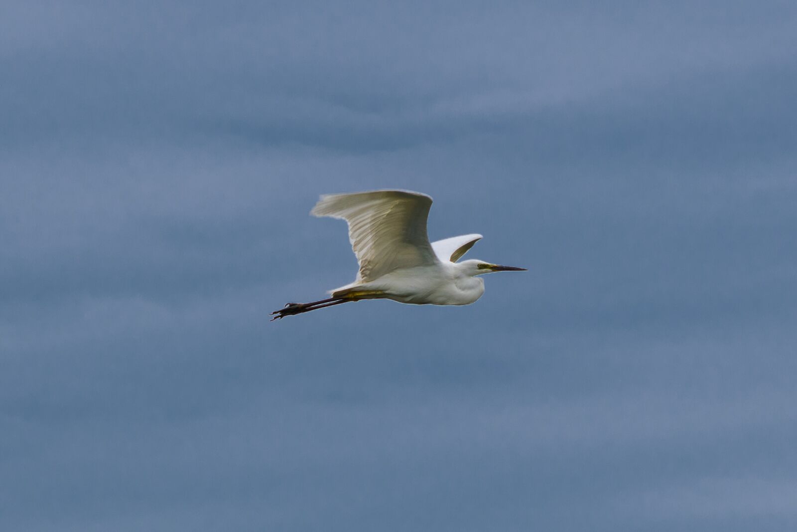 Nikon D3300 sample photo. Bird, fly, nature photography