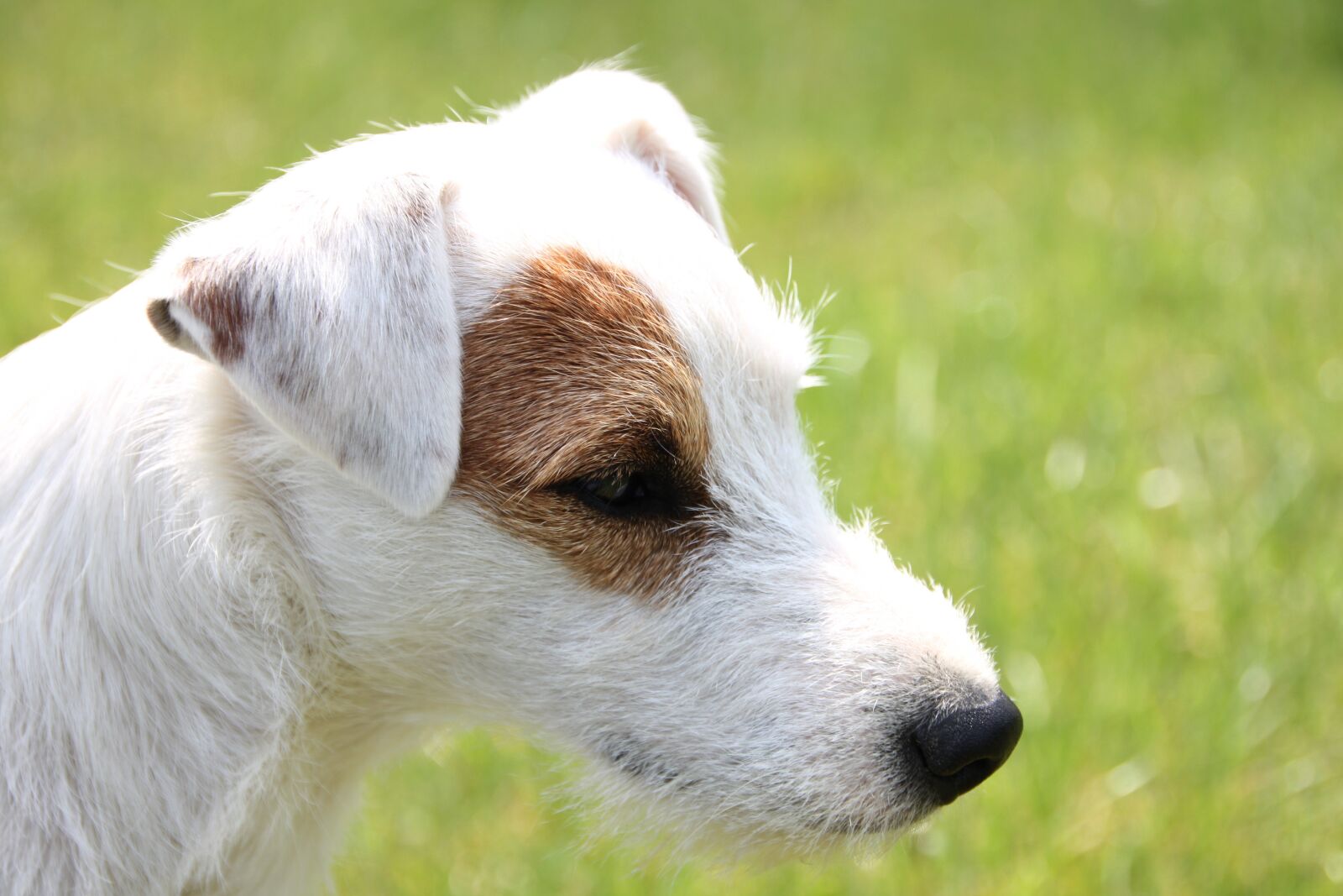 Canon EOS 500D (EOS Rebel T1i / EOS Kiss X3) sample photo. Parson russell terrier, dog photography