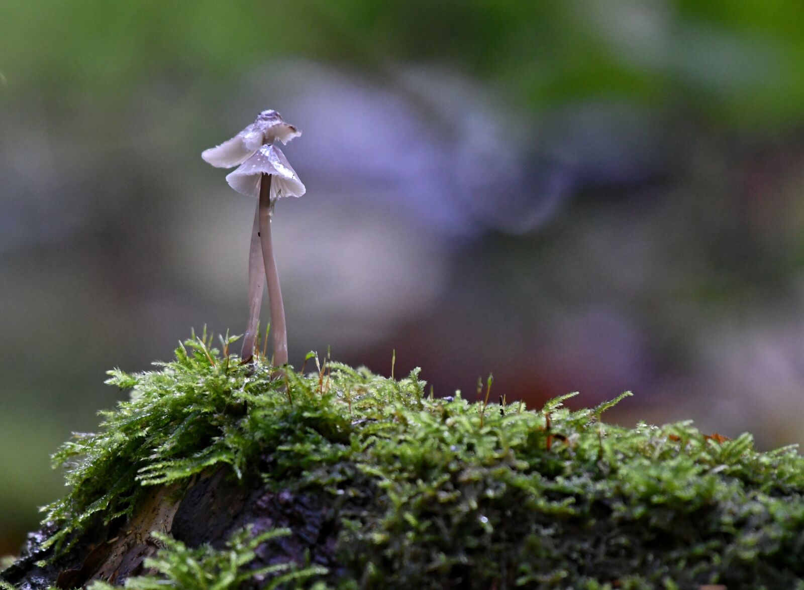 Nikon D500 sample photo. Hazenpootjes, fungi, autumn photography