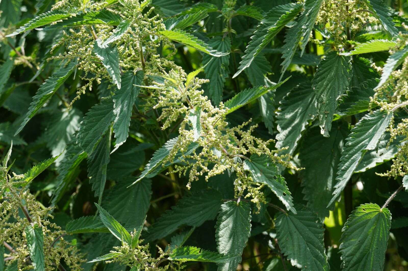 Sony Alpha a3000 sample photo. Stinging nettle, plant, nature photography