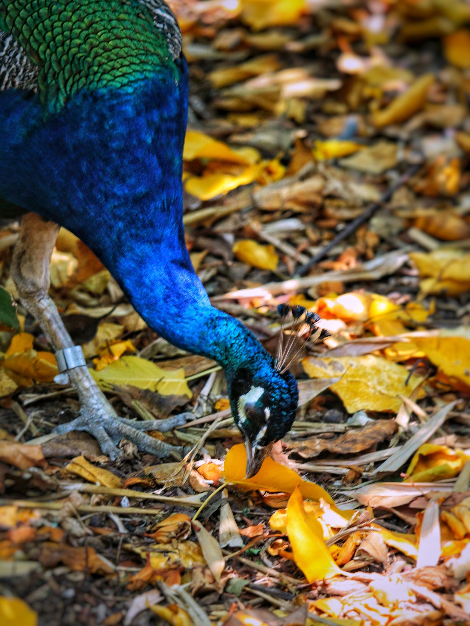 Canon EOS 70D sample photo. Peacock, bird, colorful photography