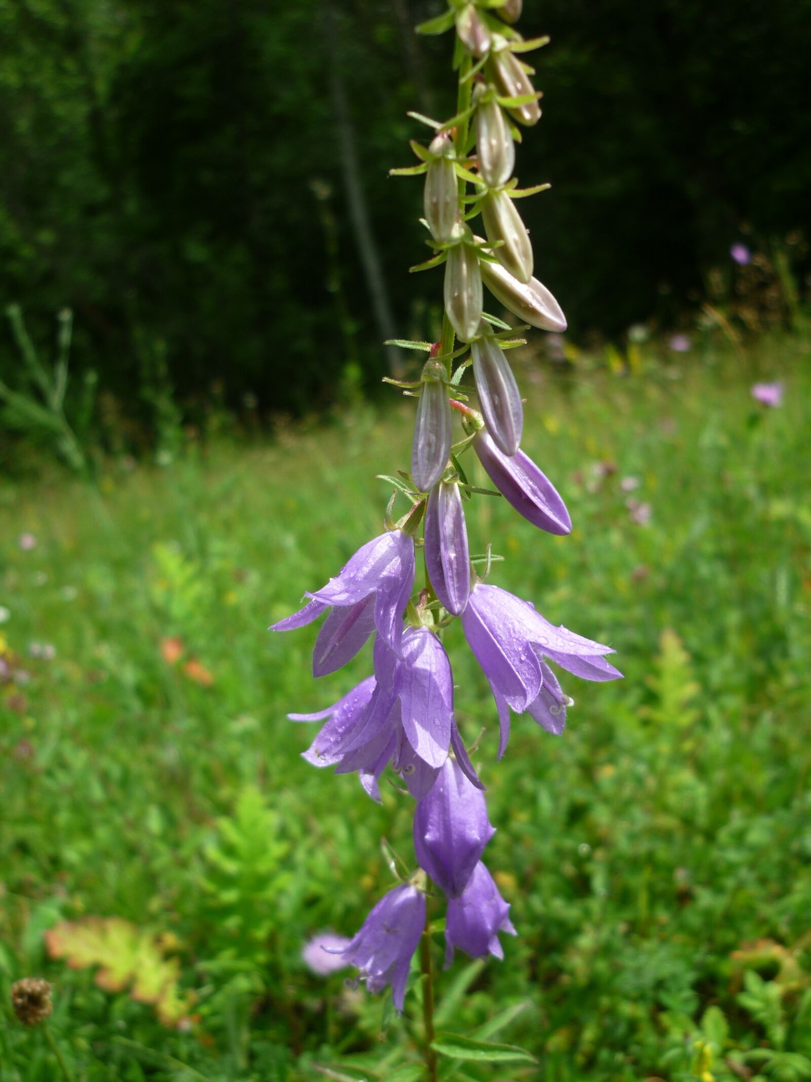 Panasonic Lumix DMC-FS6 sample photo. Bellflower, nature, wild plant photography