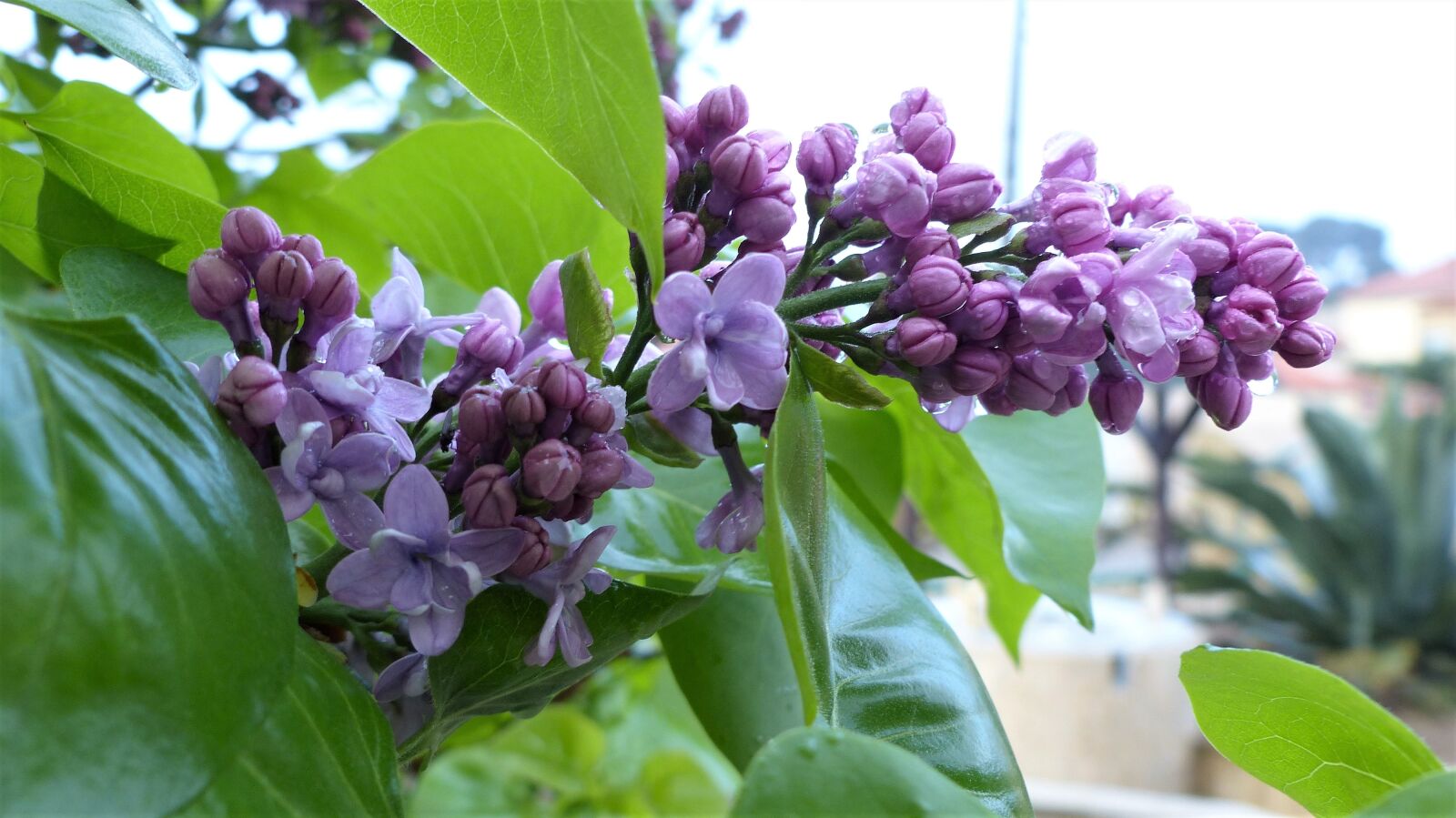 Panasonic Lumix DMC-FZ200 sample photo. Nature, flower, plant photography