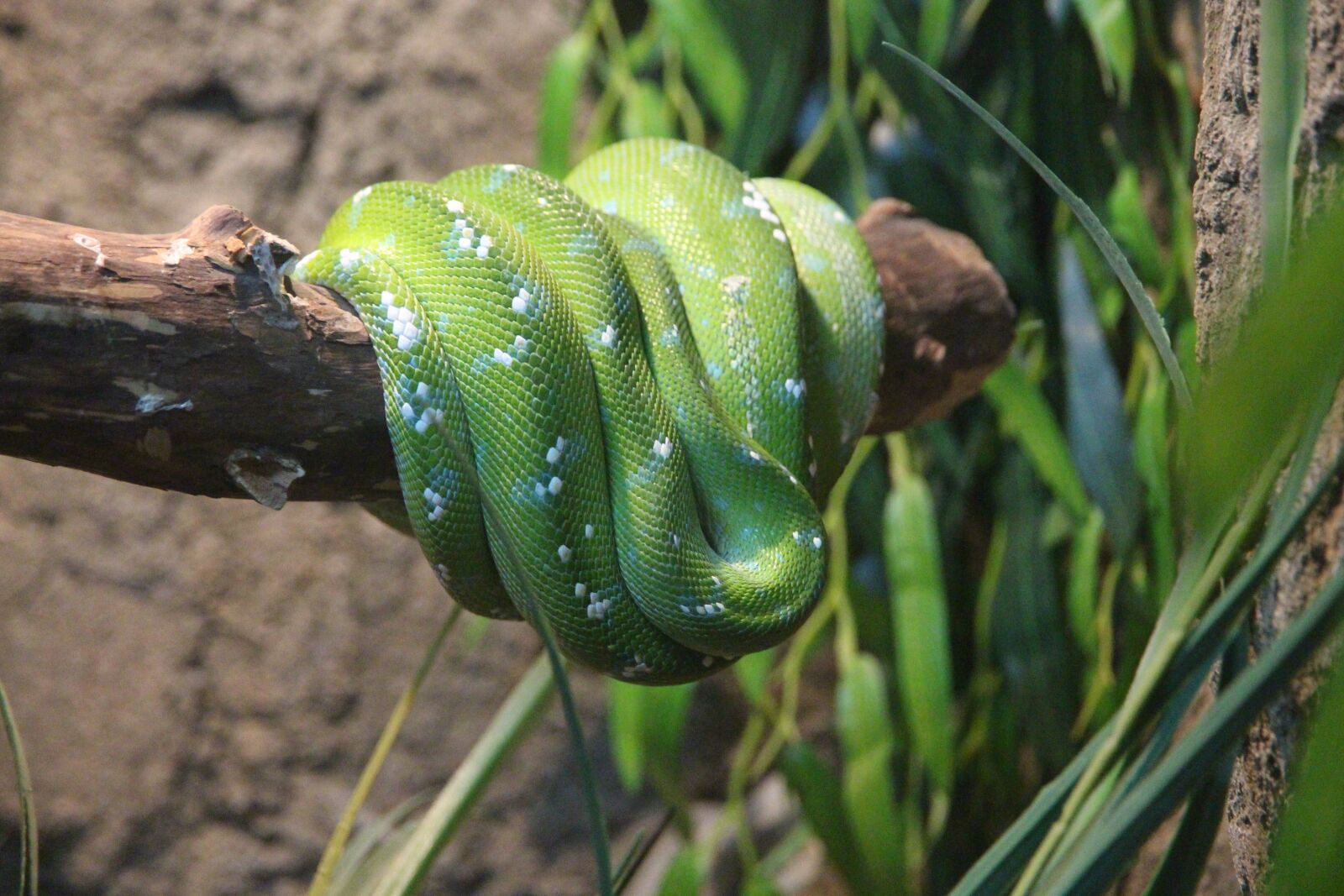 Canon EOS 650D (EOS Rebel T4i / EOS Kiss X6i) sample photo. Green python, morelia viridis photography