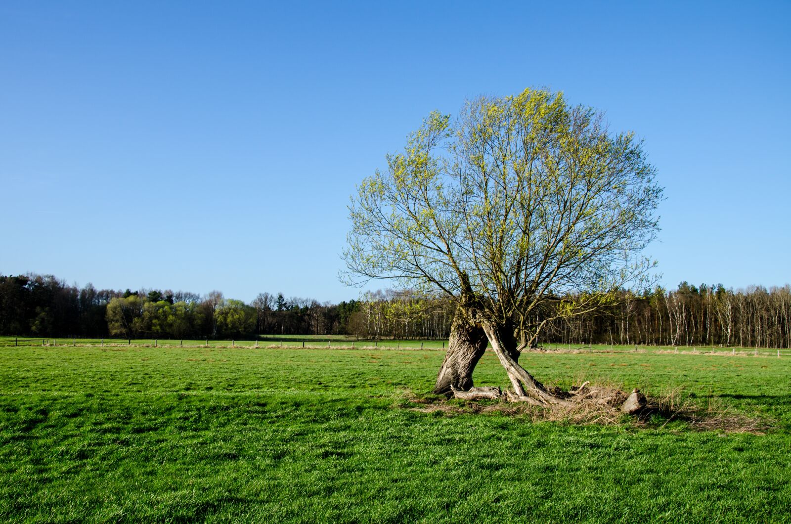 Nikon D7000 sample photo. Spring, pasture, willow catkin photography