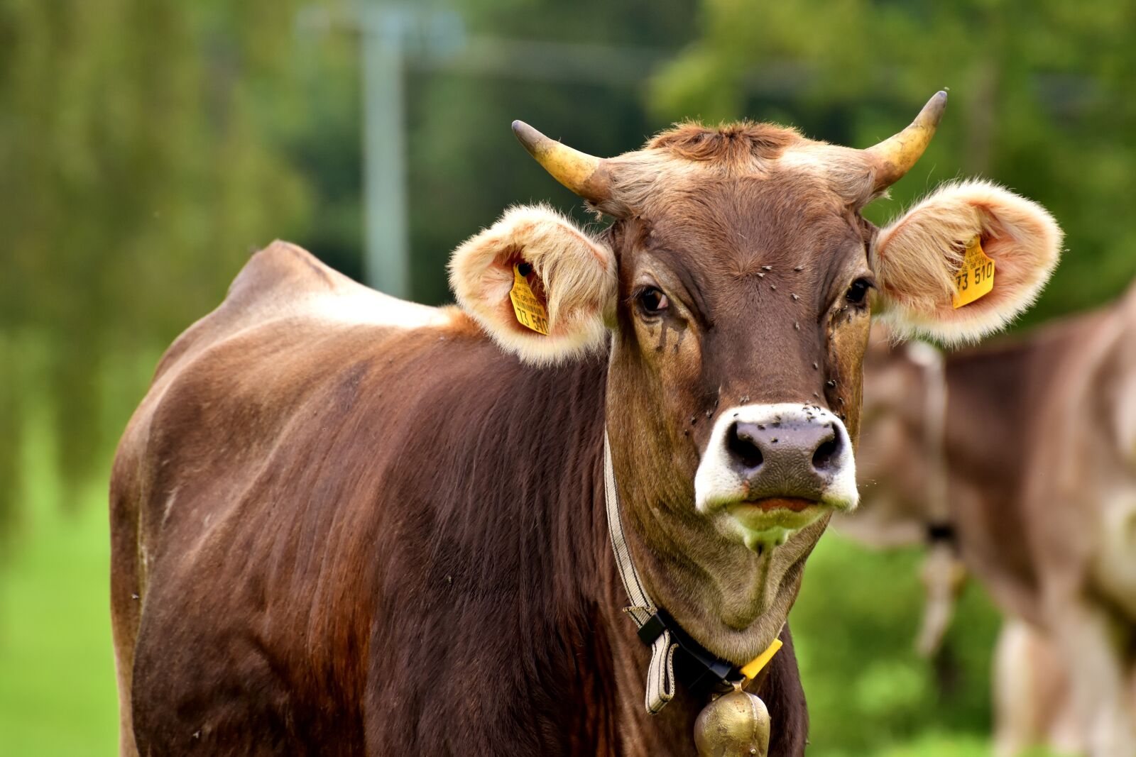 Nikon D7200 sample photo. Beef, pasture, meadow photography