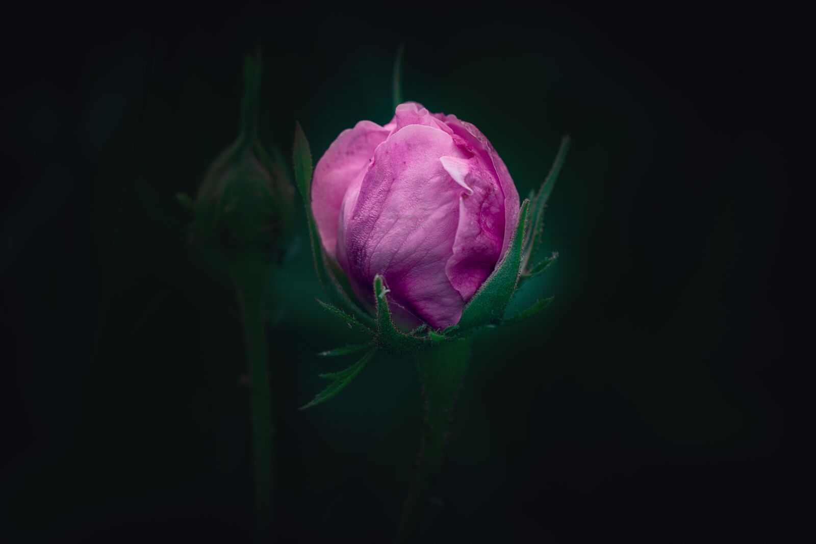 Nikon D7100 sample photo. Rose, pink, flower photography