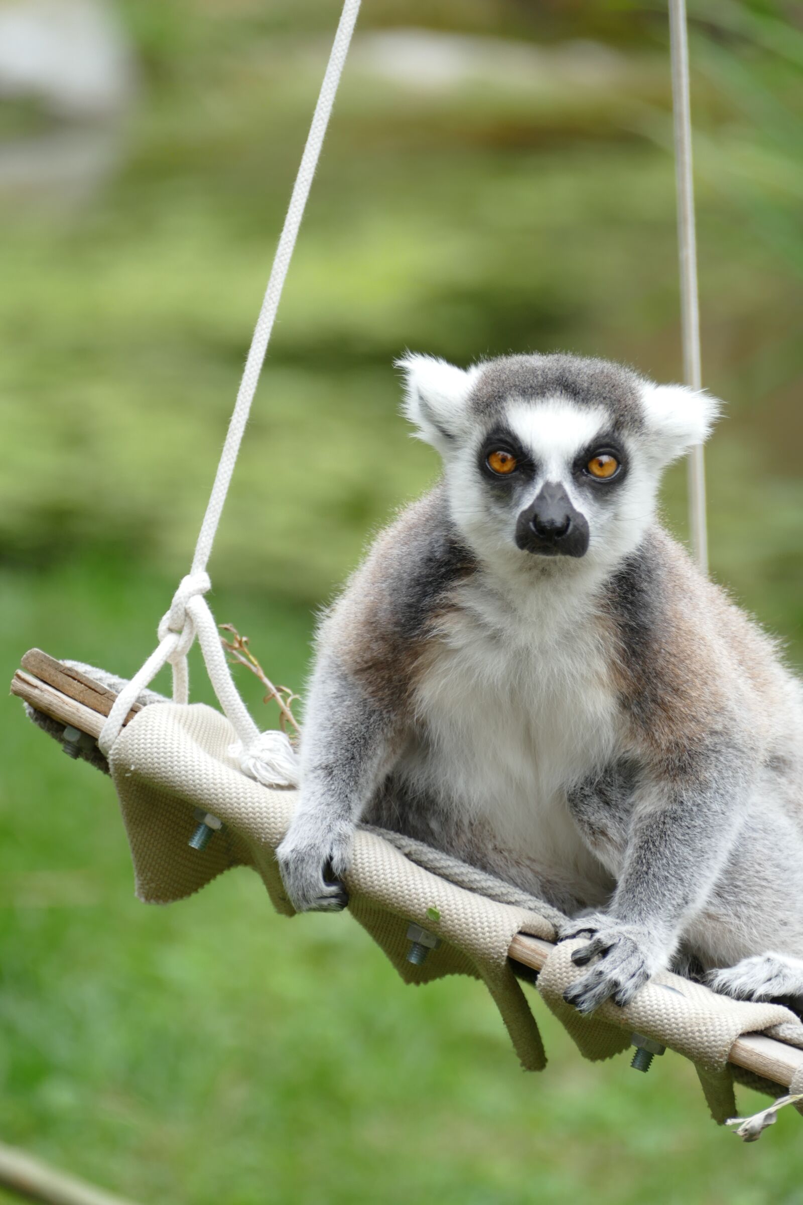 Panasonic Lumix DMC-FZ1000 sample photo. Maki, lemur, madagascar photography