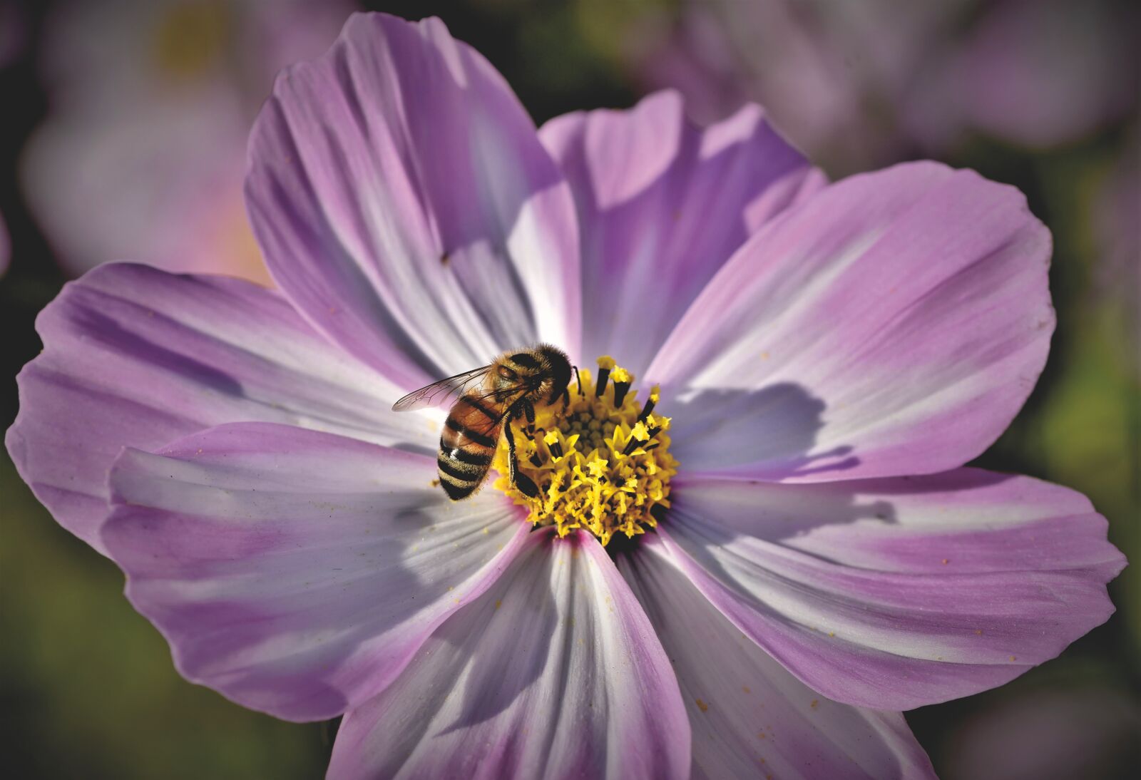 Nikon D7200 sample photo. Bee, honey bee, insect photography