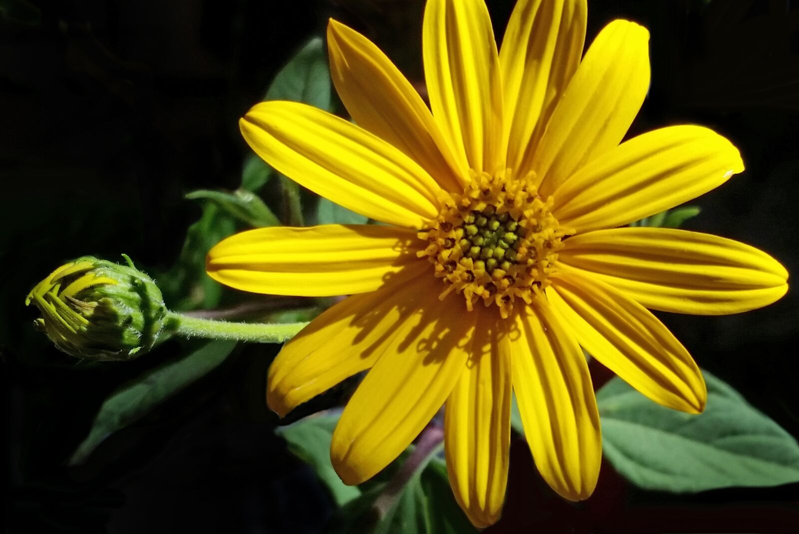 Samsung Galaxy S5 sample photo. Nature, flower, jeruslaem artichoke photography