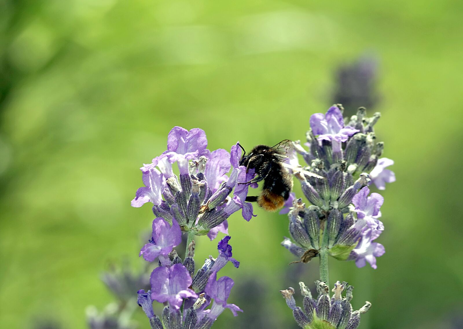 Pentax K-S2 sample photo. Lavender, bumblebee, pollinate photography