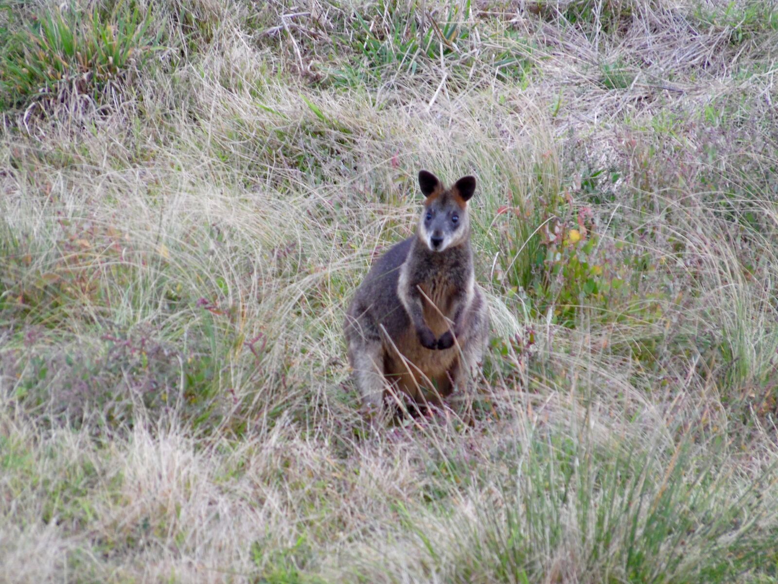 Samsung WB1100F/WB1101F/WB1102F sample photo. Australia, kangaroo photography
