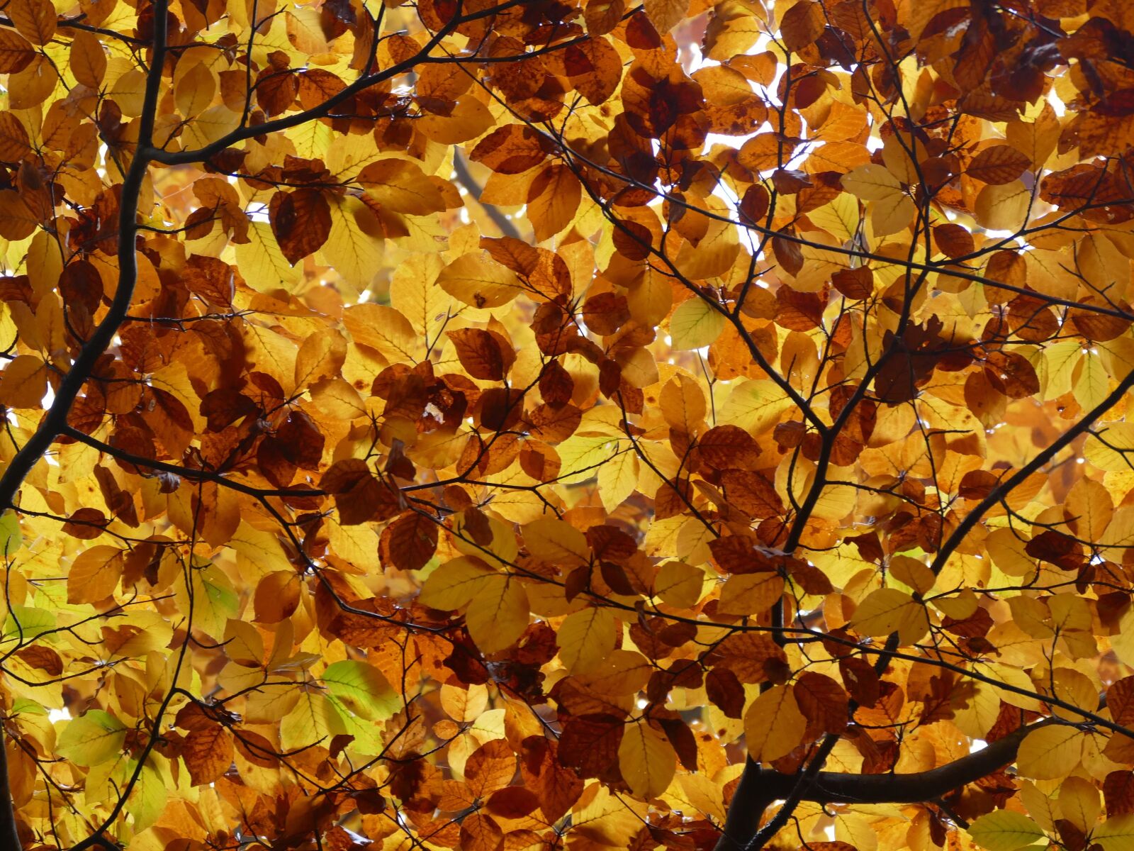 Panasonic Lumix DMC-FZ1000 sample photo. Leaves, autumn, canopy photography