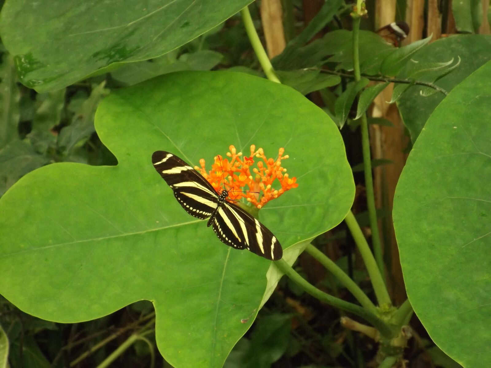 Fujifilm FinePix S4800 sample photo. Butterfly, green, plant photography