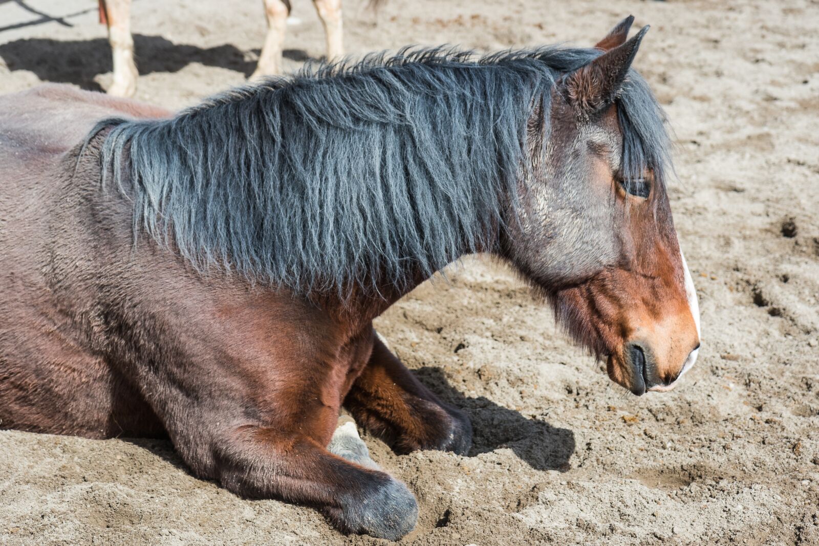 Canon EOS 7D Mark II sample photo. The horse, the head photography