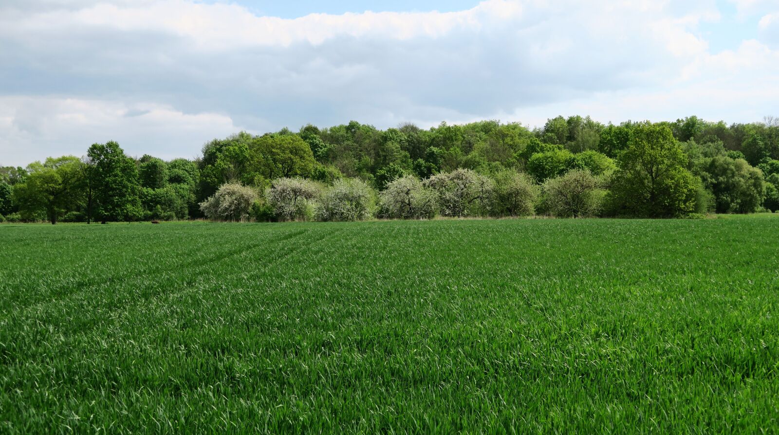 Canon PowerShot G7 X sample photo. Wheat, crop field, agriculture photography